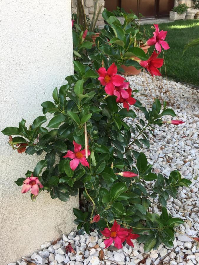 Mas Halcyon Provence Bed & Breakfast Avignon Bagian luar foto